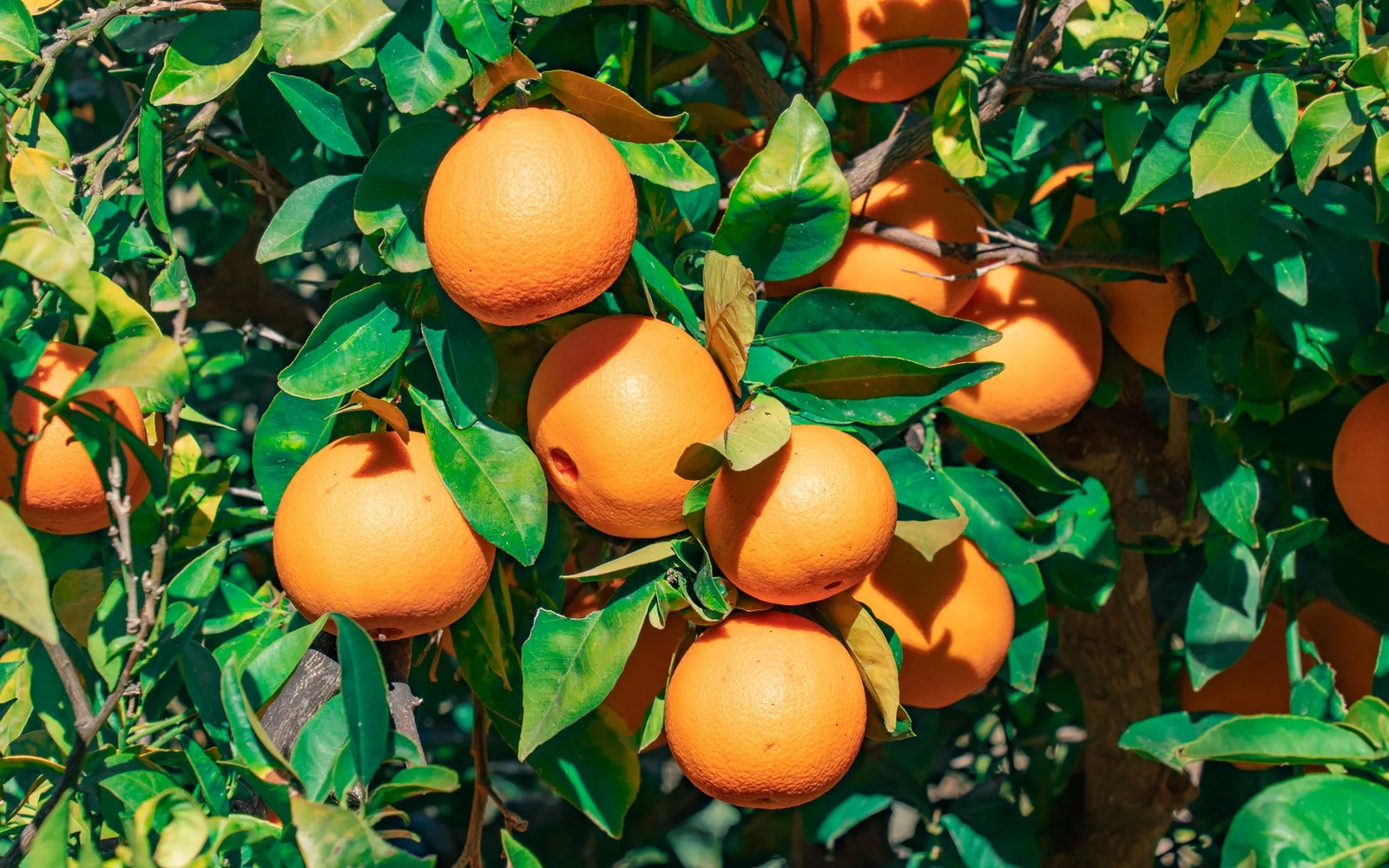 Fresh Egyptian citrus in United Horus branded export cartons